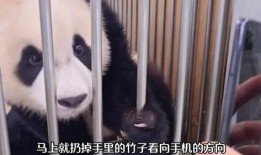 福宝爷爷爆料福宝视频,福宝视频背后的精彩故事